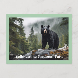 Cartão postal Black Bear Yellowstone