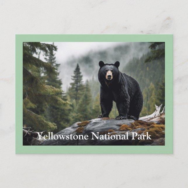 Cartão postal Black Bear Yellowstone (Frente)