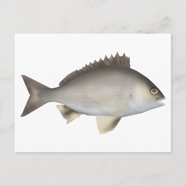 Cartão Postal Black Bream (Frente)