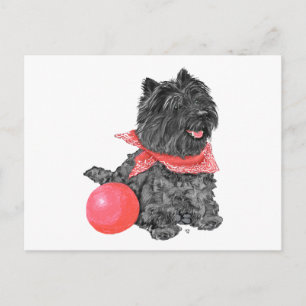 Cartão Postal Black Cairn Terrier com Ball