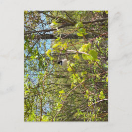 Cartão Postal Black-Capped Chickadee Postcard