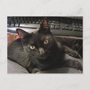 Cartão Postal Black Cats Rock