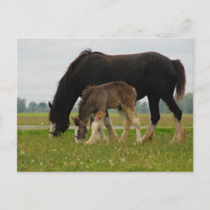 Cartão Postal Black Clydesdale e Filly