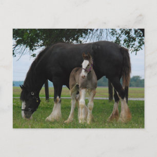 Cartão Postal Black Clydesdale e Filly