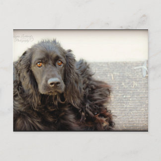 Cartão Postal Black Cocker Spaniel "Harley"