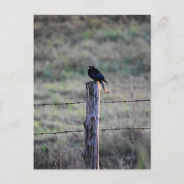 CARTÃO POSTAL BLACK DROONG SOBRE A QUEENSLAND RURAL POSTE AUSTRÁ