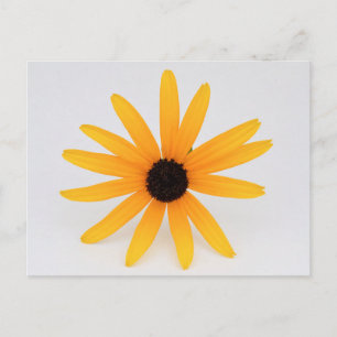 Cartão Postal Black Eyed Susan