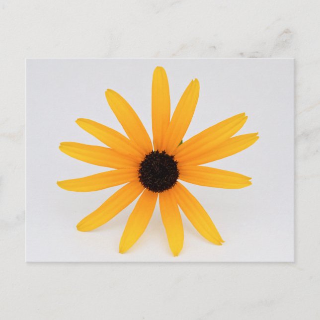 Cartão Postal Black Eyed Susan (Frente)