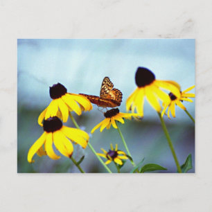 Cartão Postal black-eyed susan with butterfly 1