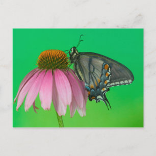 Cartão Postal Black Form Of Eastern Tiger Swallowtail