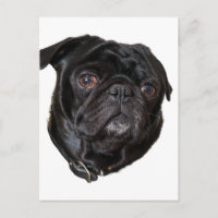 Black Funny Pug