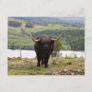 Cartão Postal Black Highland Boi, Escócia
