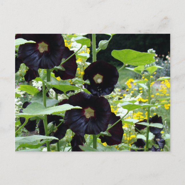 Cartão Postal Black Hollyhocks (Frente)