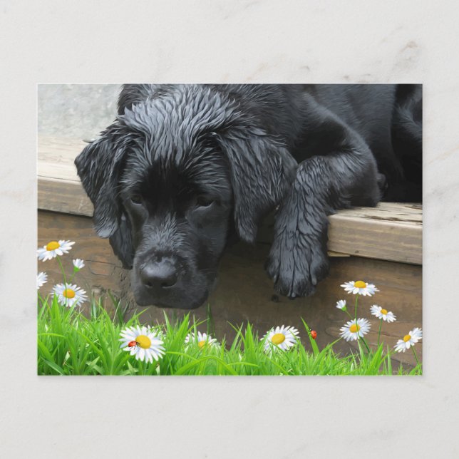 Cartão Postal Black Labrador Cute Dog Daisy Flowers Ladybug (Frente)