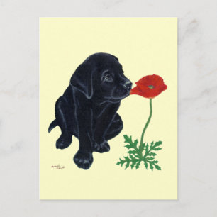 Cartão Postal Black Labrador Puppy
