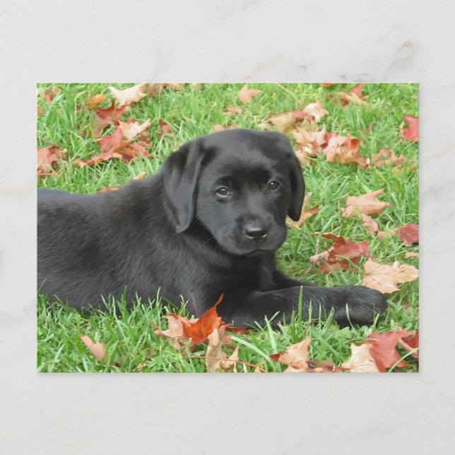 Cartão Postal Black Labrador Puppy Autumn - Cueca Black Lab (Frente)