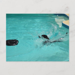 Cartão Postal Black Labrador Retriever Espalha Em Piscina