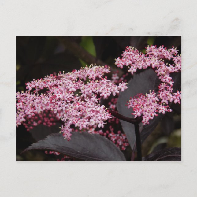 Cartão Postal Black Lace Elderberry (Frente)