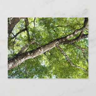 Cartão Postal BLack Olive Tree Canopy