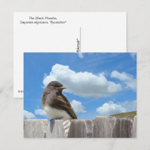Cartão postal - Black Phoebe na Cerca