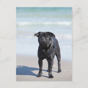 Cartão Postal Black Pug Em Pé Na Praia