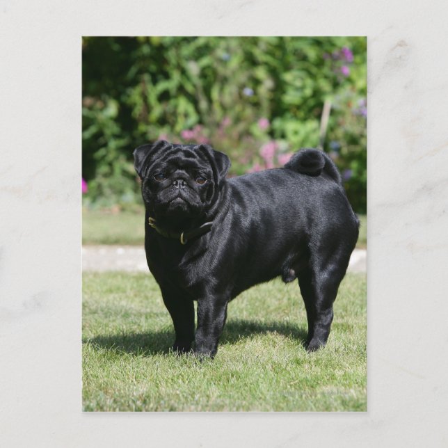 Cartão Postal Black Pug em pé olhando para a câmera (Frente)