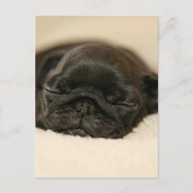 Cartão Postal Black Pug Puppy Dormindo (Frente)
