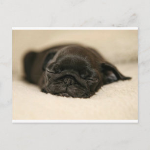 Cartão Postal Black Pug Puppy Dormindo