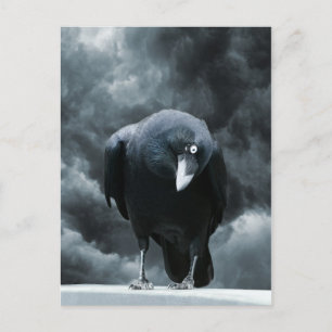 Cartão Postal Black Raven