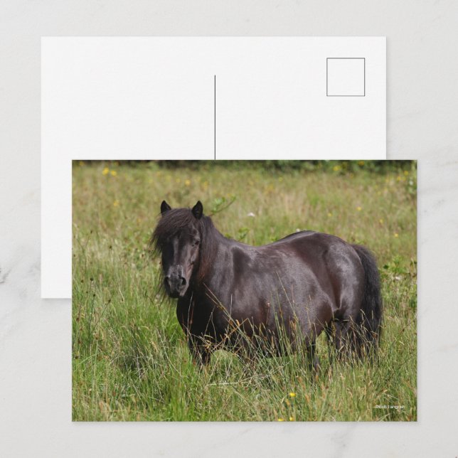 Cartão Postal Black Shetland Stallion Em Pé (Frente/Verso)