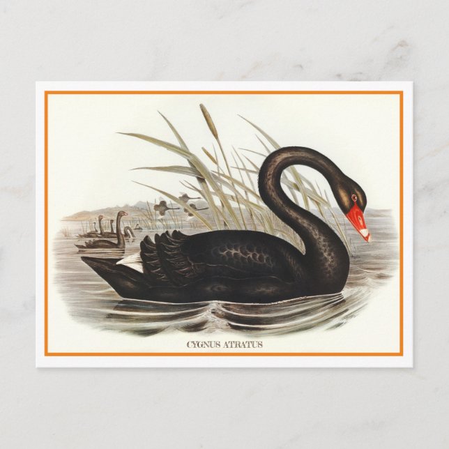 Cartão Postal Black Swan Vintage (Frente)
