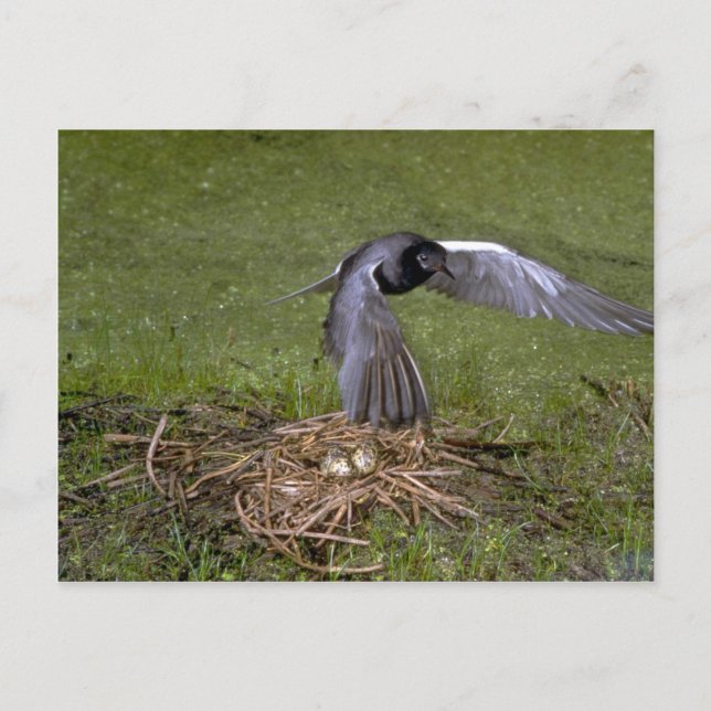 Cartão Postal Black Tern voando sobre o ninho (Frente)
