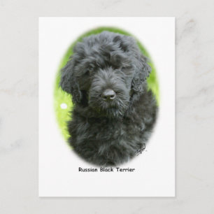 Cartão Postal Black Terrier russo