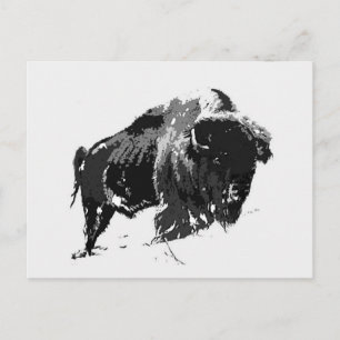Cartão Postal Black & White Bison / Buffalo