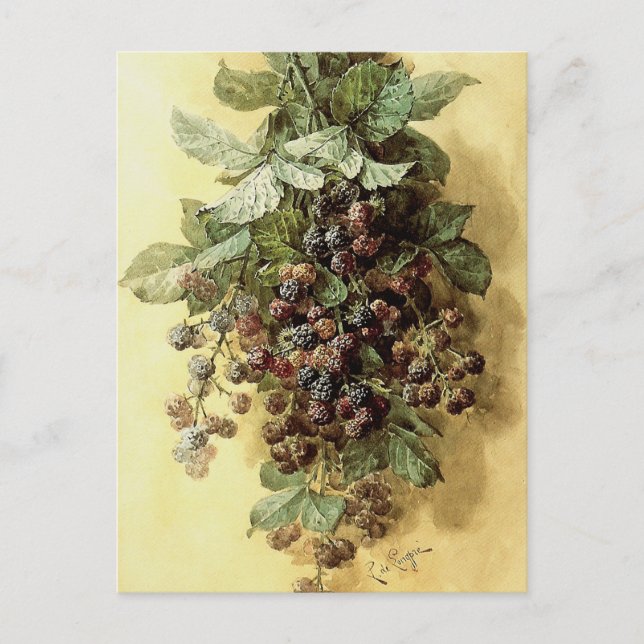 Cartão Postal "Blackberry" por Paul de Longpré (Frente)