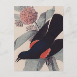 Cartão Postal Blackbird com asa vermelha por John James Audubon