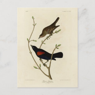 Cartão Postal Blackbird de asa vermelha - Aves da América de Aud
