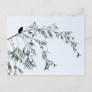 Cartão Postal Blackbird On Willow