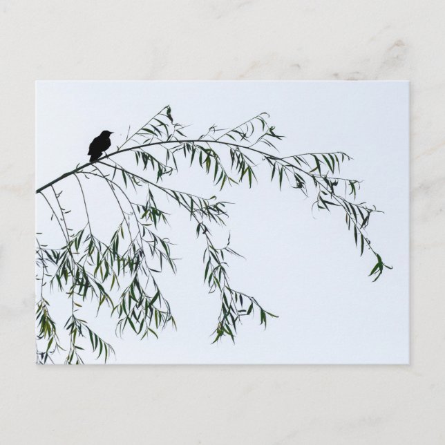 Cartão Postal Blackbird On Willow (Frente)