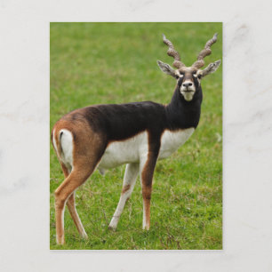 Cartão Postal Blackbuck Male Antelope