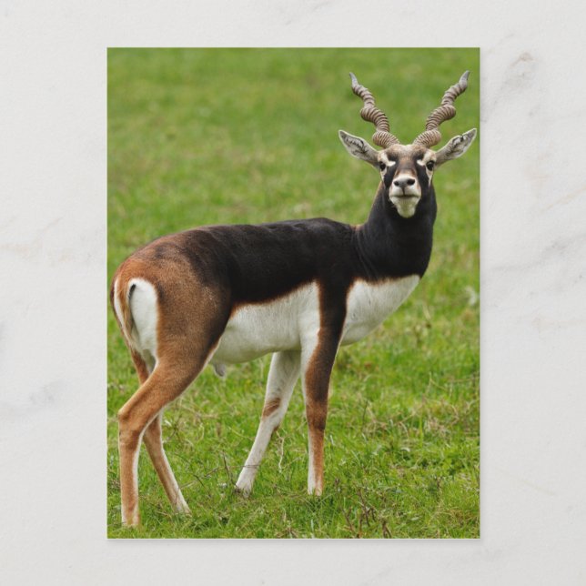 Cartão Postal Blackbuck Male Antelope (Frente)