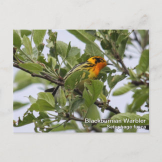 Cartão Postal Blackburnian Warbler