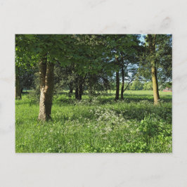 Cartão Postal Blackweir Woods, Bute Park, Cardiff Wales