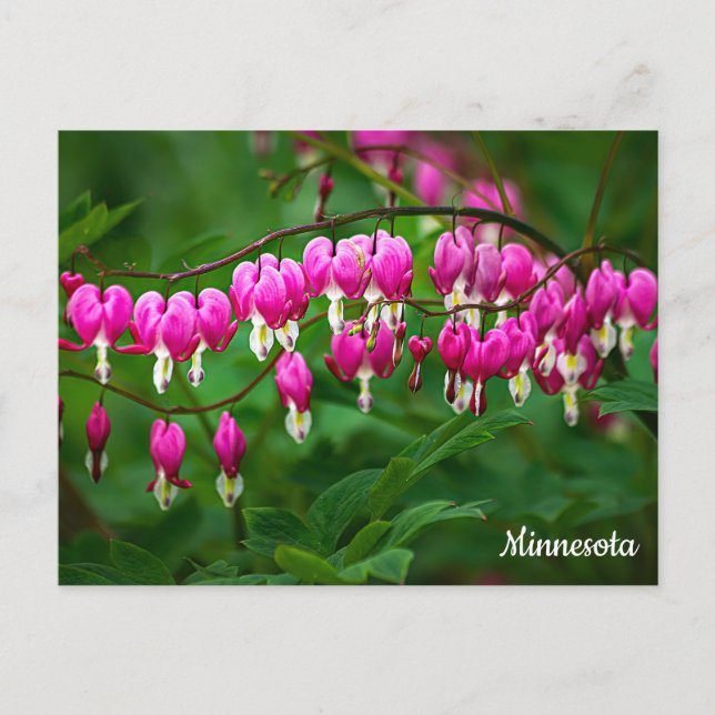Cartão Postal Bleeding Hearts Postcard (Frente)