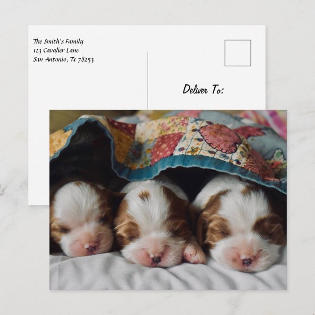 Cartão Postal Blenheim Cavalier King Charles Spaniel Puppies (Frente/Verso)