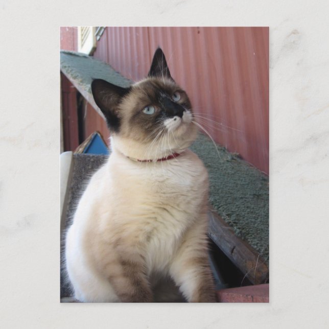 Cartão Postal Blindar o sapato de neve (Frente)