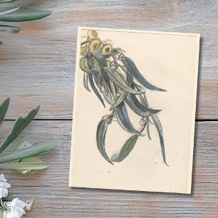 Cartão Postal Bloeiende tak van een eucalyptus
