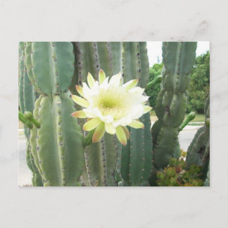 Cartão Postal Blogue Branco No Cactus