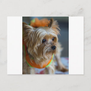 Cartão Postal Blonde Yorkshire Terrier