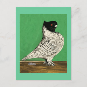 Cartão Postal Blondinette Frill Pigeon